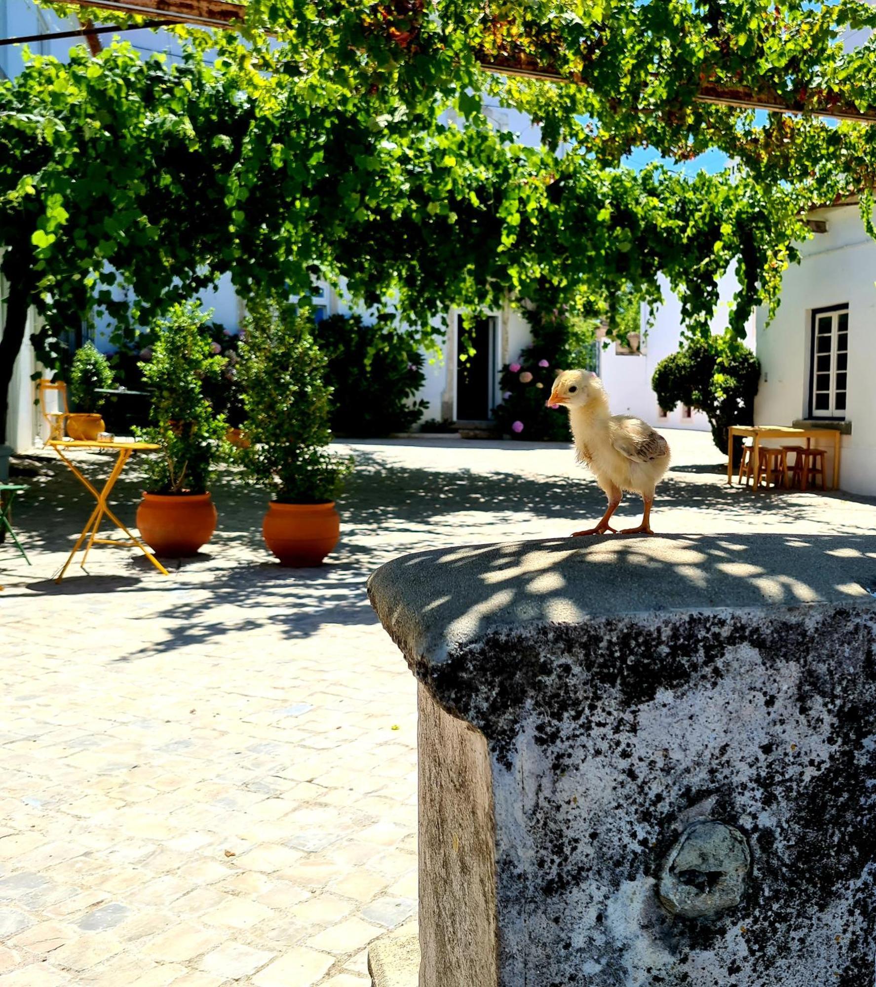 Oryza Guest House& Suites Coimbra Kültér fotó
